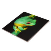 オーストラリア赤目ツリガエル(Litoria chloris) タイル (側面)