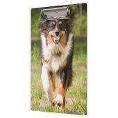 オーストラリア遊の羊飼いの舞踏会 クリップボード (左)