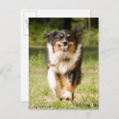 オーストラリア遊の羊飼いの舞踏会 ポストカード (正面/裏面)