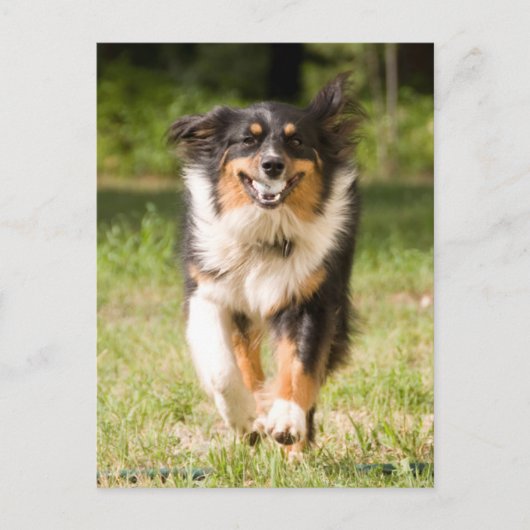 オーストラリア遊の羊飼いの舞踏会 ポストカード (正面)