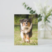 オーストラリア遊の羊飼いの舞踏会 ポストカード (スタンド正面)