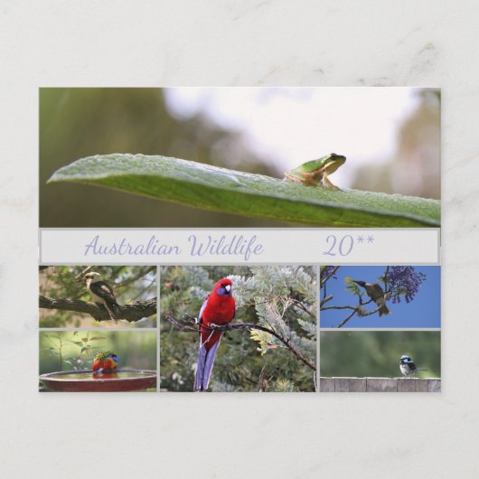 オーストラリア野生生物写真 シーズンポストカード (正面)