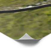 オーストラリア黄硫黄クリステッド球菌 ポスター (角)