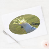 オーストラリア黄硫黄クリステッド球菌 楕円形シール (封筒)