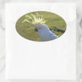 オーストラリア黄硫黄クリステッド球菌 楕円形シール (バッグ)