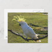 オーストラリア黄色硫黄クレステッドコッカトー ポストカード (正面/裏面)