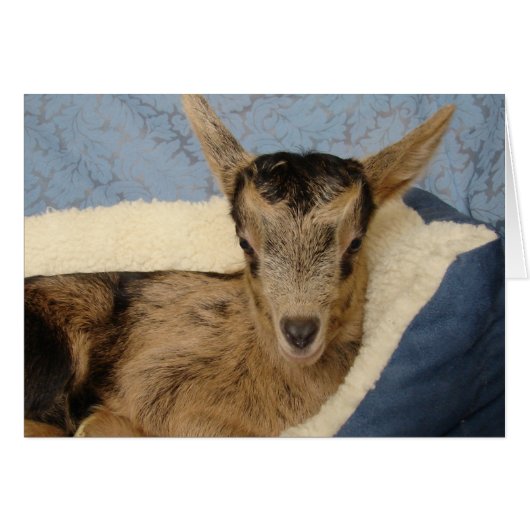 オーストラリア (正面横)