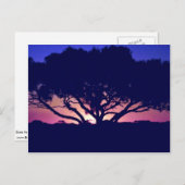 オーストラリア,アウトバック,ガムツリー ポストカード (正面/裏面)