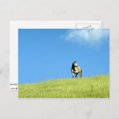 オーストラリア，アラビア・マーレ，ビクトリア ポストカード (正面/裏面)