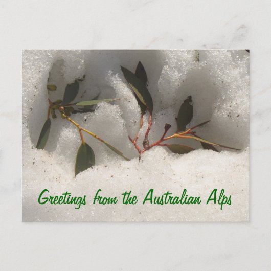 オーストラリア・アルプスからの挨拶 ポストカード (正面)