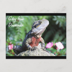 オーストラリア・ウォーター・ドラゴン ポストカード