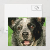 オーストラリア・キャトル・ドッグ・ポストカード ポストカード (正面/裏面)