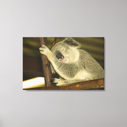 オーストラリア、クイーンズランド、ブリスベン。フィグツリー キャンバスプリント (正面)