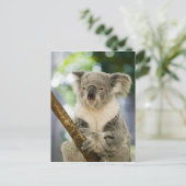 オーストラリア、クイーンズランド、ブリスベン、フィグツリー ポストカード (スタンド正面)