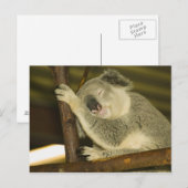 オーストラリア、クイーンズランド、ブリスベン。フィグツリー ポストカード (正面/裏面)