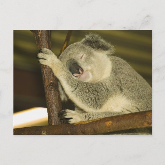 オーストラリア、クイーンズランド、ブリスベン。フィグツリー ポストカード (正面)