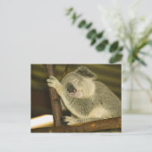 オーストラリア、クイーンズランド、ブリスベン。フィグツリー ポストカード (スタンド正面)