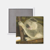 オーストラリア、クイーンズランド、ブリスベン。フィグツリー マグネット (正面/裏面)