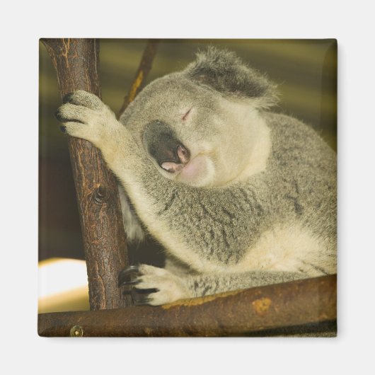 オーストラリア、クイーンズランド、ブリスベン。フィグツリー マグネット (正面)