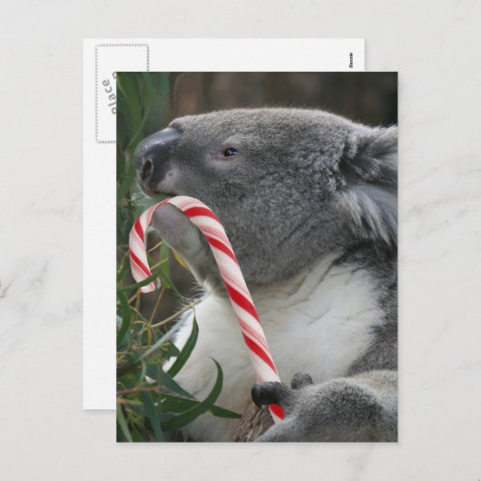 オーストラリア・クリスマスコアラ・ベア シーズンポストカード (正面/裏面)