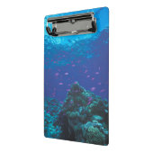 オーストラリア、グレート・バリア・リーフ。 群をなす紫色 ミニクリップボード (アングル2)