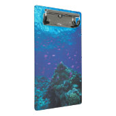 オーストラリア、グレート・バリア・リーフ。 群をなす紫色 ミニクリップボード (アングル)