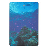 オーストラリア、グレート・バリア・リーフ。 群をなす紫色 ミニクリップボード (裏面)