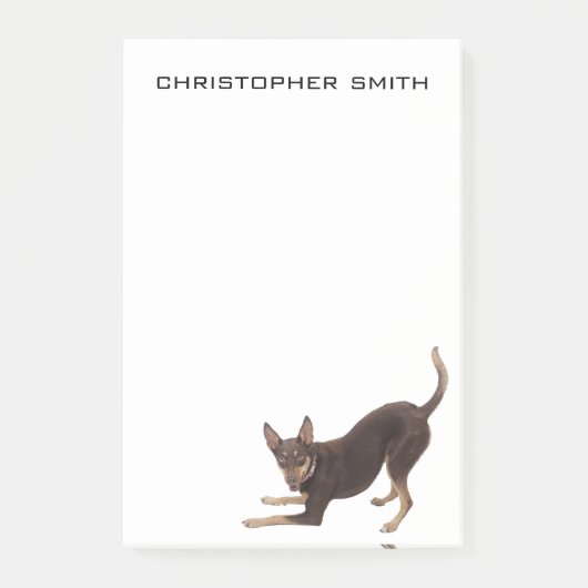 オーストラリア·ケルピー犬 ポストイット (正面)