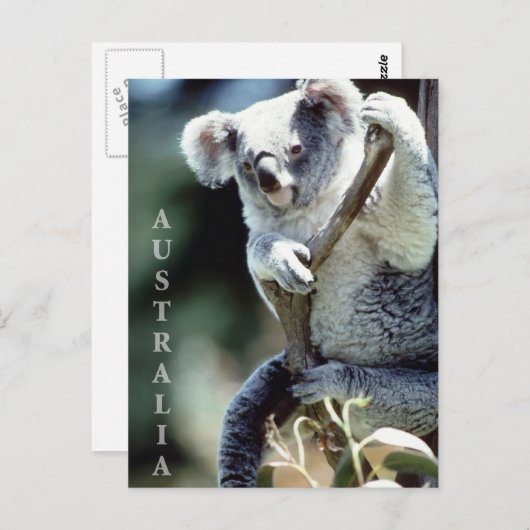 オーストラリア・コアラ・ベア ポストカード (正面/裏面)