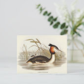 オーストラリア・ティッペット・グラベバイエリザベス・グールド ポストカード (スタンド正面)