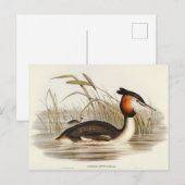 オーストラリア・ティッペット・グラベバイエリザベス・グールド ポストカード (正面/裏面)