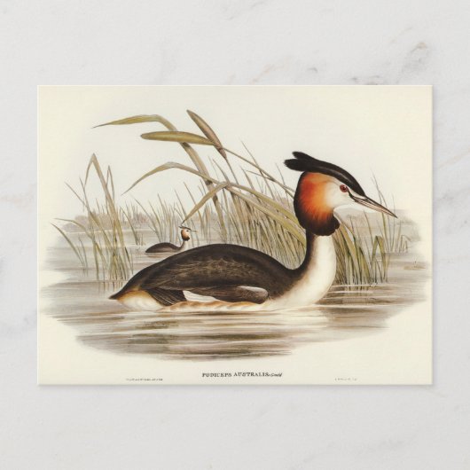 オーストラリア・ティッペット・グラベバイエリザベス・グールド ポストカード (正面)