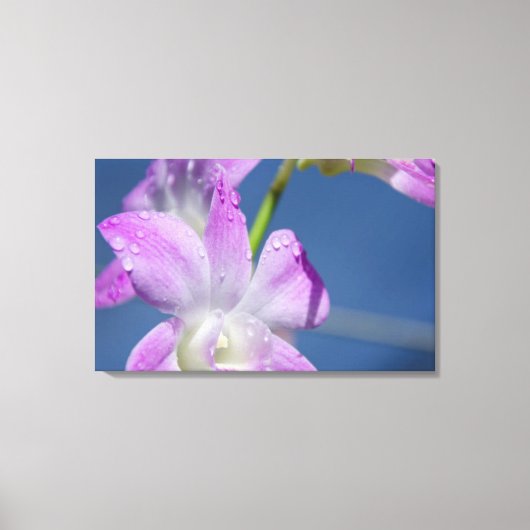 オーストラリア、ノーザンテリトリー、ダーウィン キャンバスプリント (正面)