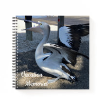 オーストラリア；ペリカン – 旅行