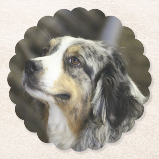 オーストラリア ペーパーコースター (正面)