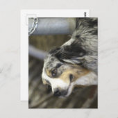 オーストラリア ポストカード (正面/裏面)