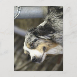 オーストラリア ポストカード