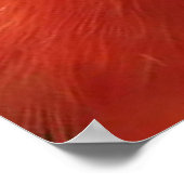 オーストラリア・ロセラ ポスター (角)