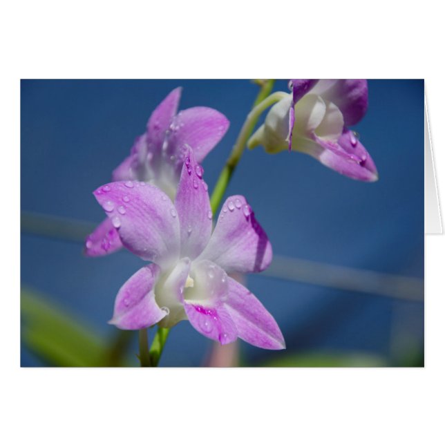 オーストラリア、北部領土、ダーウィン (正面横)