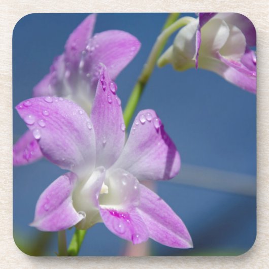 オーストラリア、北部領土、ダーウィン コースター (正面)