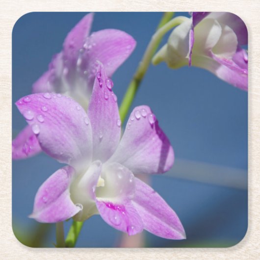 オーストラリア、北部領土、ダーウィン スクエアペーパーコースター (正面)