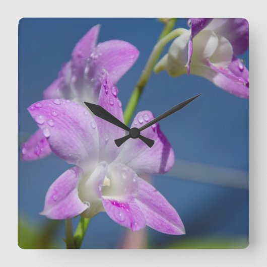 オーストラリア、北部領土、ダーウィン スクエア壁時計 (正面)