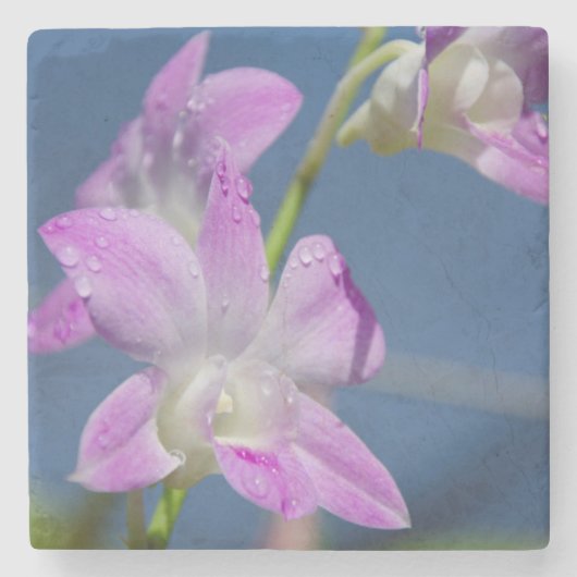 オーストラリア、北部領土、ダーウィン ストーンコースター (正面)