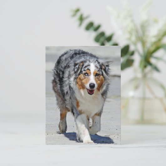 オーストラリア – 夏の1日目のビーチ散歩 ポストカード (スタンド正面)