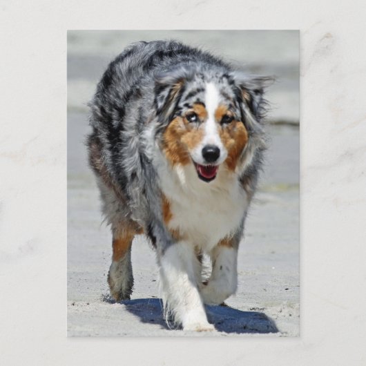 オーストラリア – 夏の1日目のビーチ散歩 ポストカード (正面)