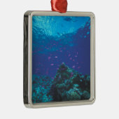 オーストラリア、素晴らしバリアリーフ。サワーニングパープル メタルオーナメント (右)