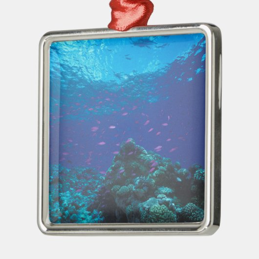 オーストラリア、素晴らしバリアリーフ。サワーニングパープル メタルオーナメント (左)