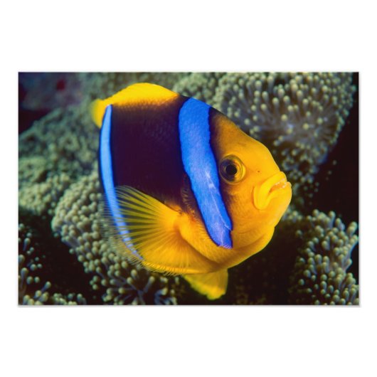 オーストラリア、素晴らしバリアリーフ、Anemonefish フォトプリント (正面)