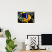 オーストラリア、素晴らしバリアリーフ、Anemonefish ポスター (ホームオフィス)