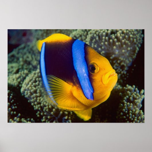 オーストラリア、素晴らしバリアリーフ、Anemonefish ポスター (正面)